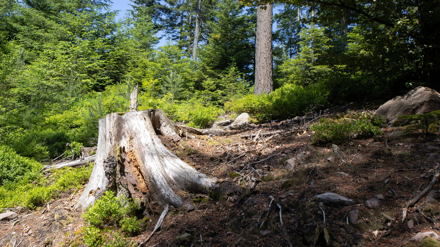 Abwanderung zum Ellbachsee