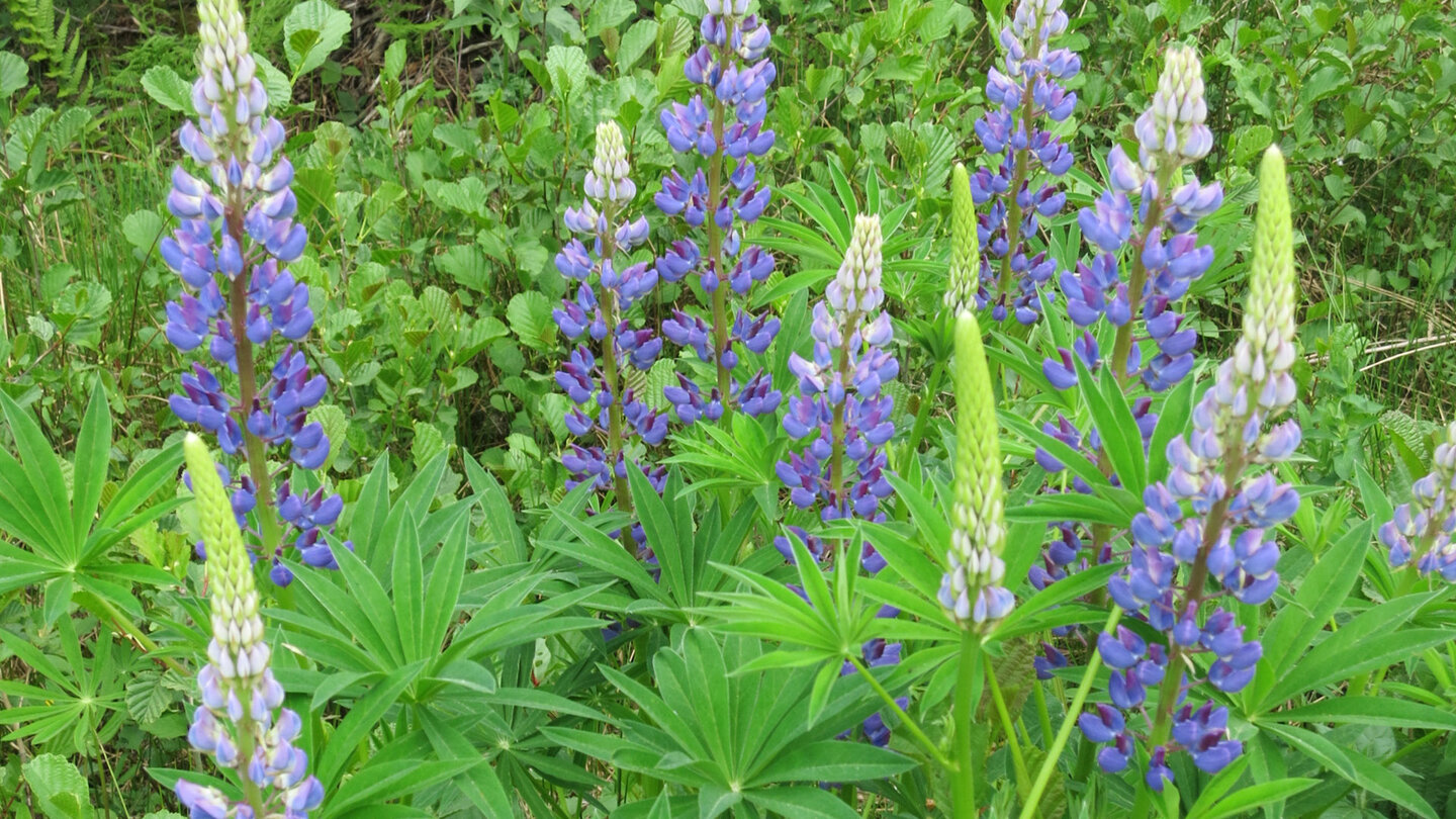 Lupinen am Wegesrand