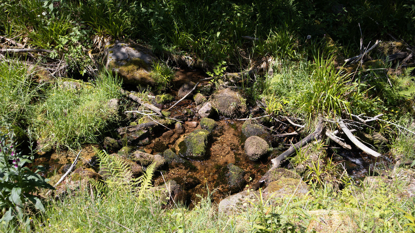 Wanderweg entlang des Oberlauf des Guten Ellbach