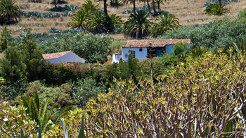 inmitten üppiger Natur liegen die Häuser von Benchijigua auf La Gomera