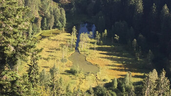 Birken besiedeln die Schwingrasenflächen auf dem Ellbachsee