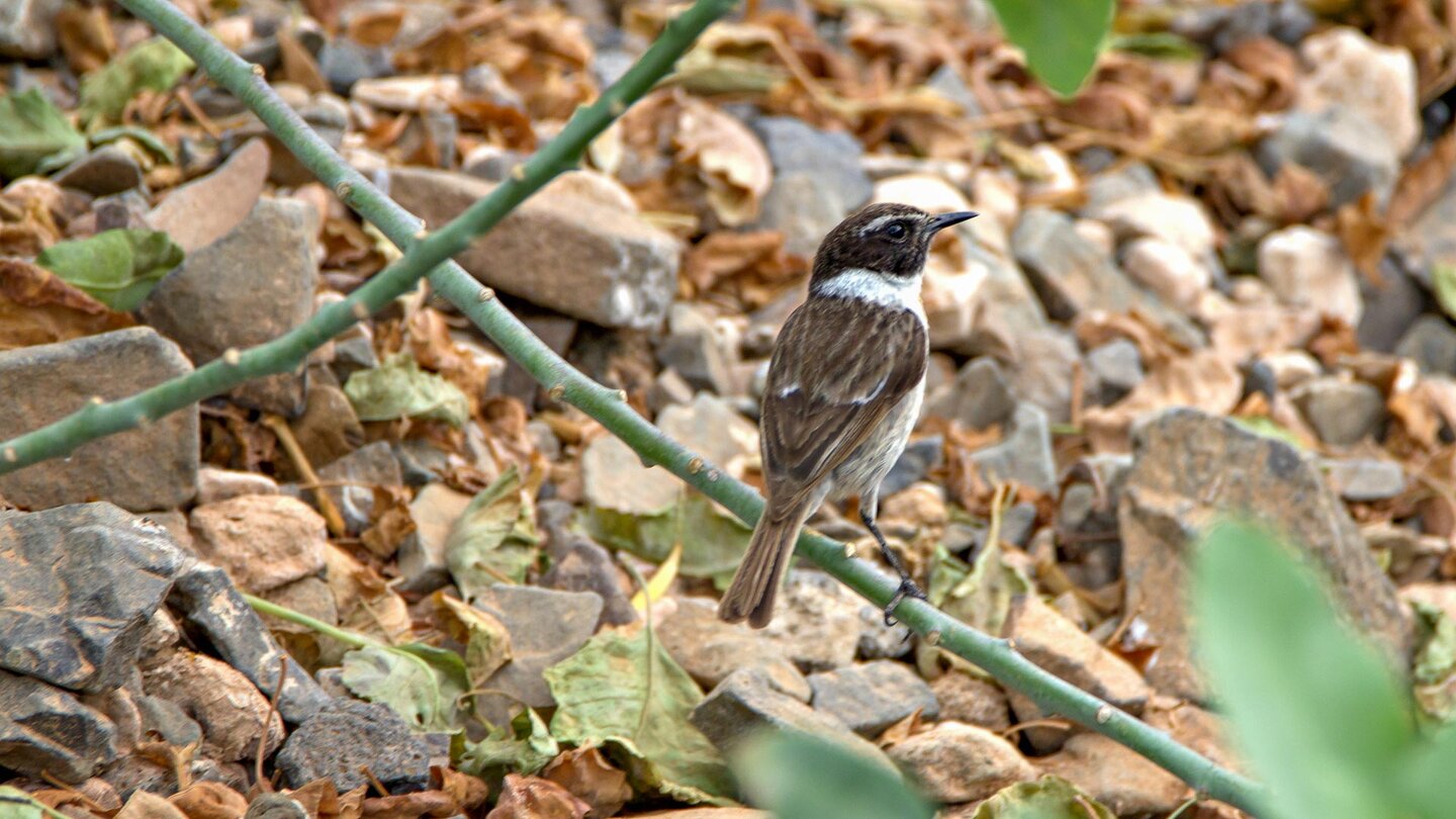 der Kanarenschmätzer (Saxicola dacotiae) kommt lediglich auf Fuerteventura vor