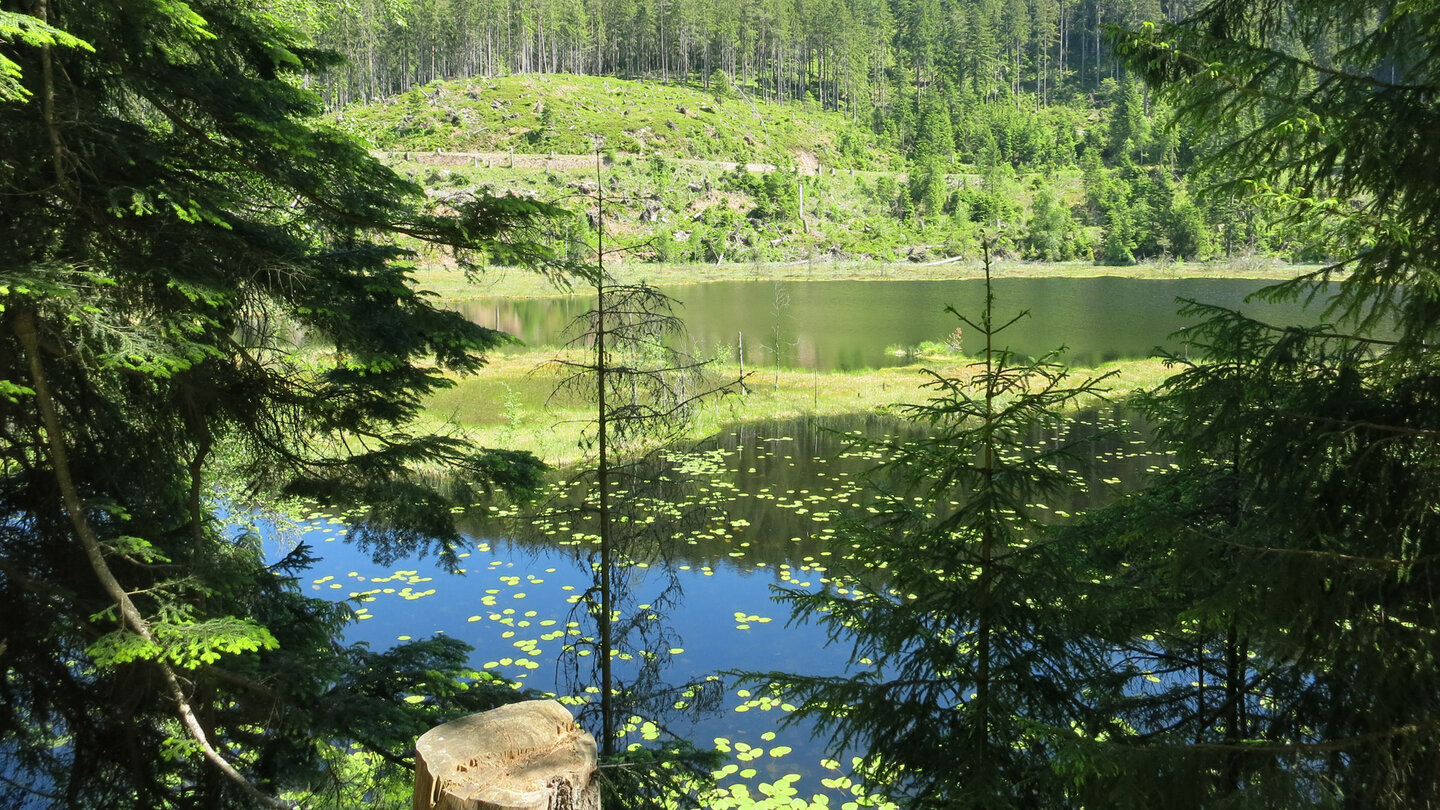 Blick auf die entwaldete Nordostseite des Huzenbacher Sees