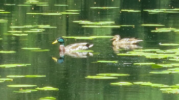 ein Stockentenpaar zwischen den Teichrosenblättern auf dem Huzenbacher See