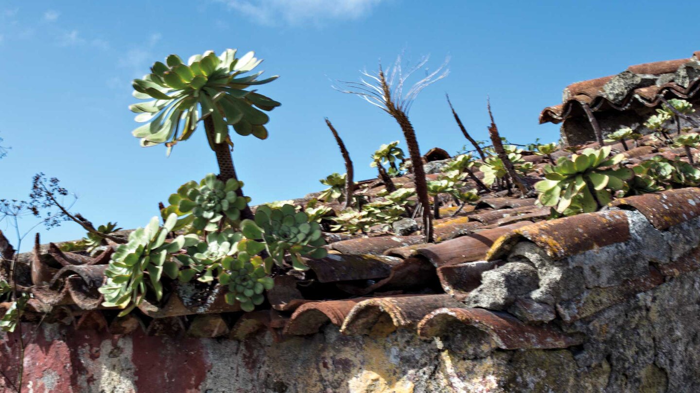 Aeonium-Pflanzen auf dem Dach eines verlassenen Hauses in Taborno auf Teneriffa