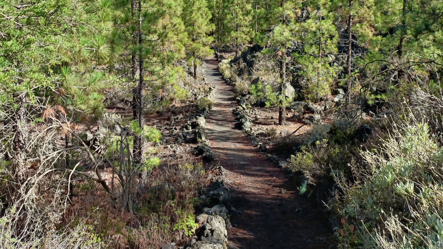 idyllischer Wanderpfad durch den Kiefernwald im Naturreservat Chinyero