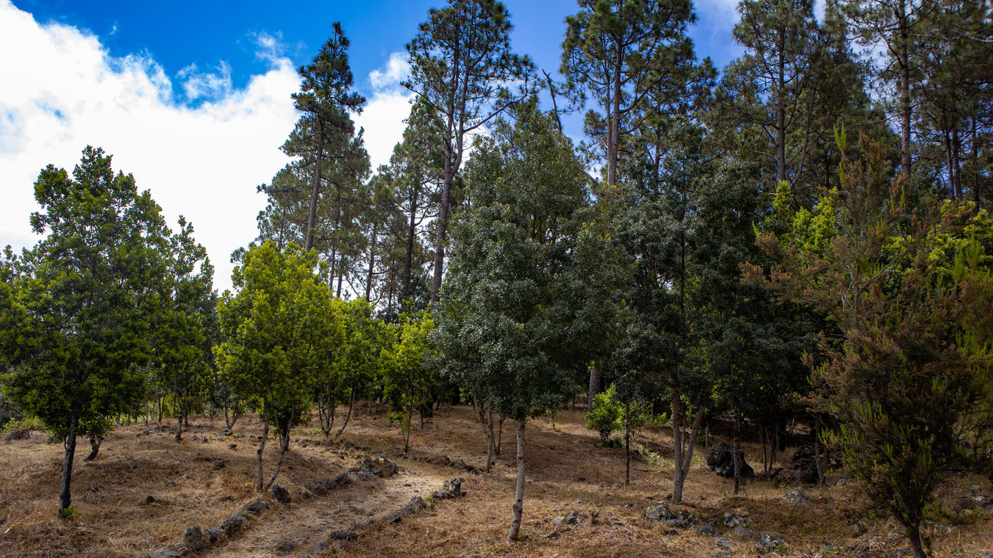 Wanderung durch ein Waldgebiet oberhalb San José de los Llanos