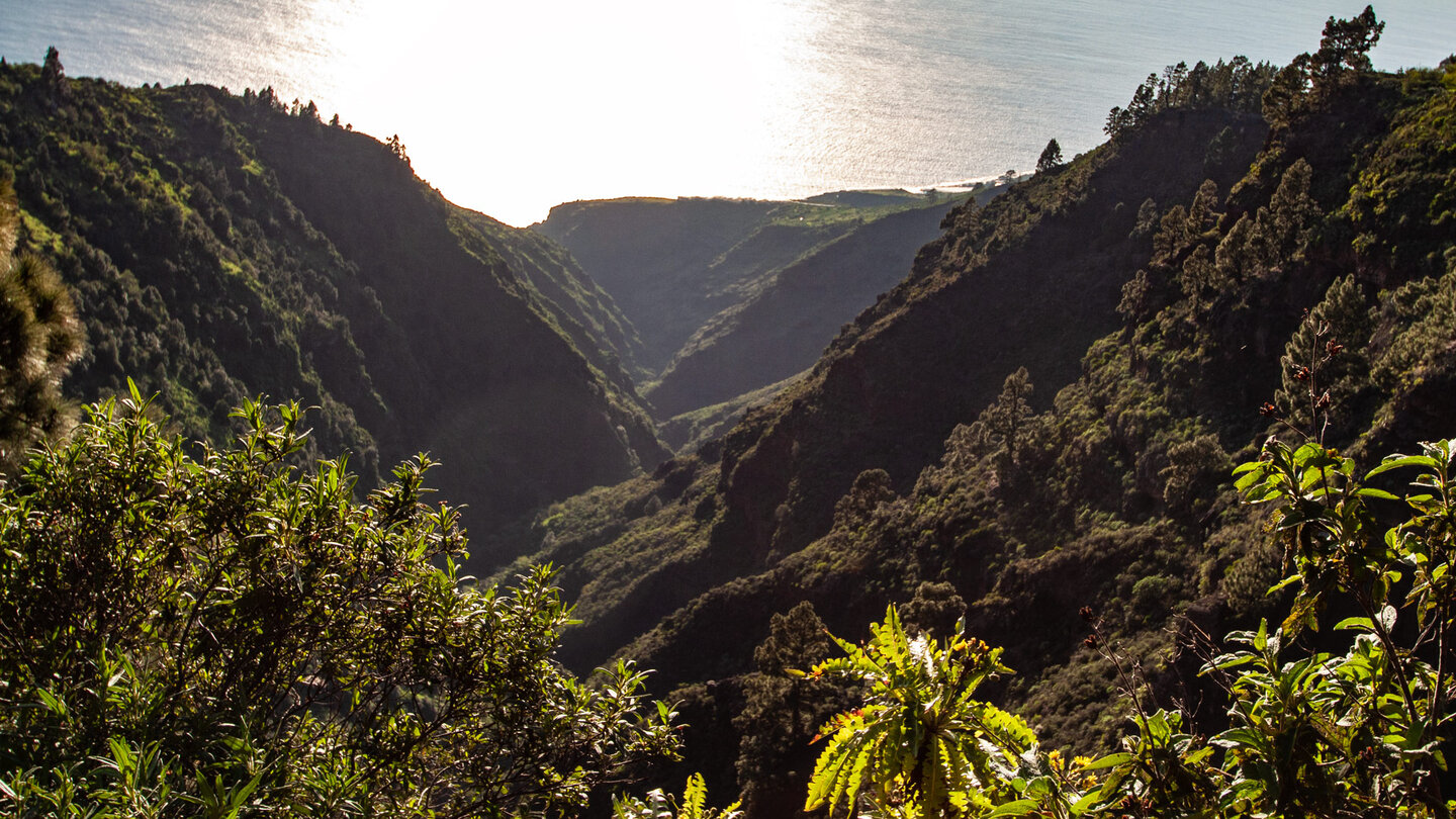 scheinbar unberührte Natur zieht sich durch den Barranco de Garome auf La Palma