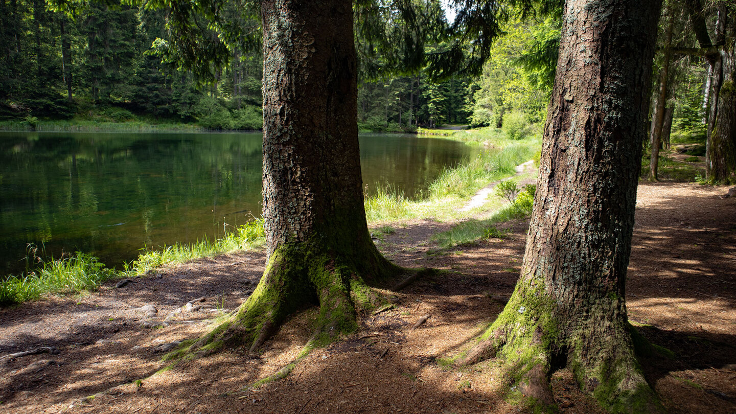 gewaltige Tannen am Sandsee