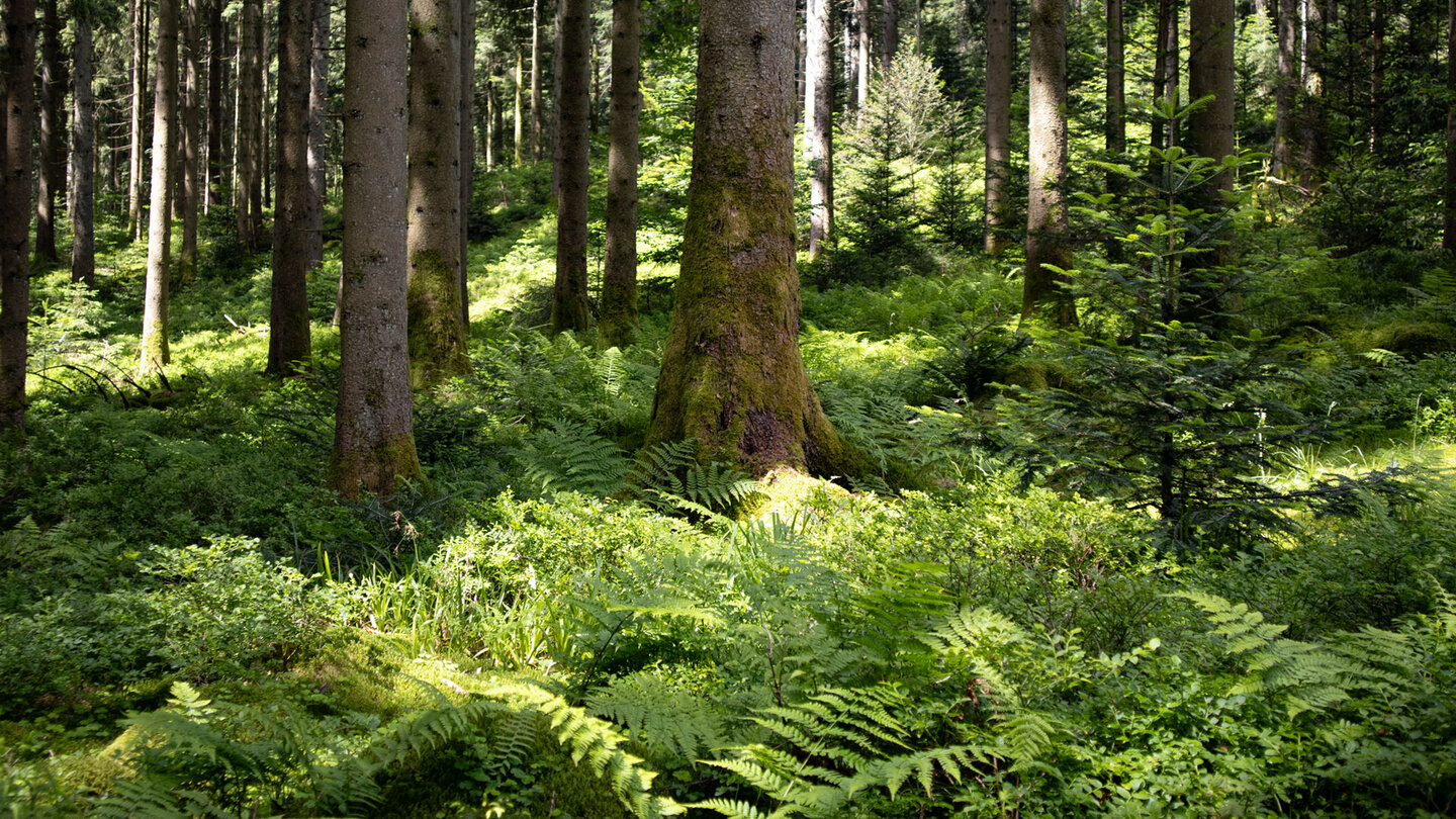 mit Farnen bewachsener Waldboden beim Sandsee