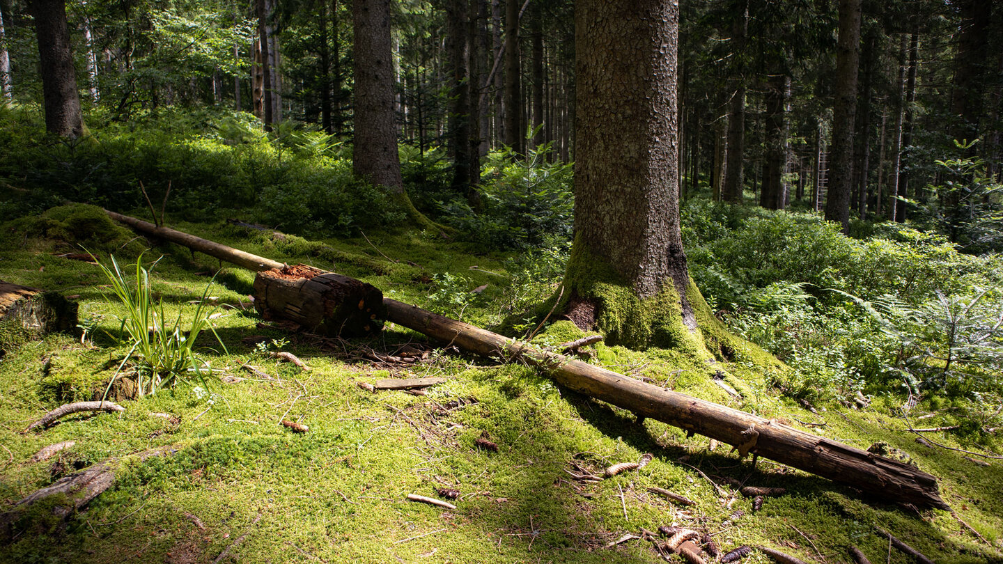 Moose entlang der Wanderroute beim Sandsee