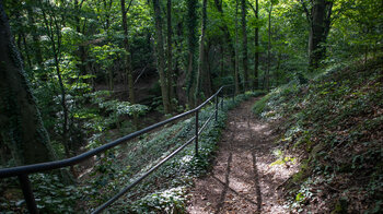 der Wanderweg führt durch dichten Laubwald