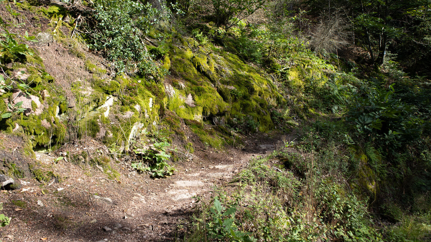 idyllischer Wanderpfad zwischen Verbrannter Felsen und Wolfsschlucht