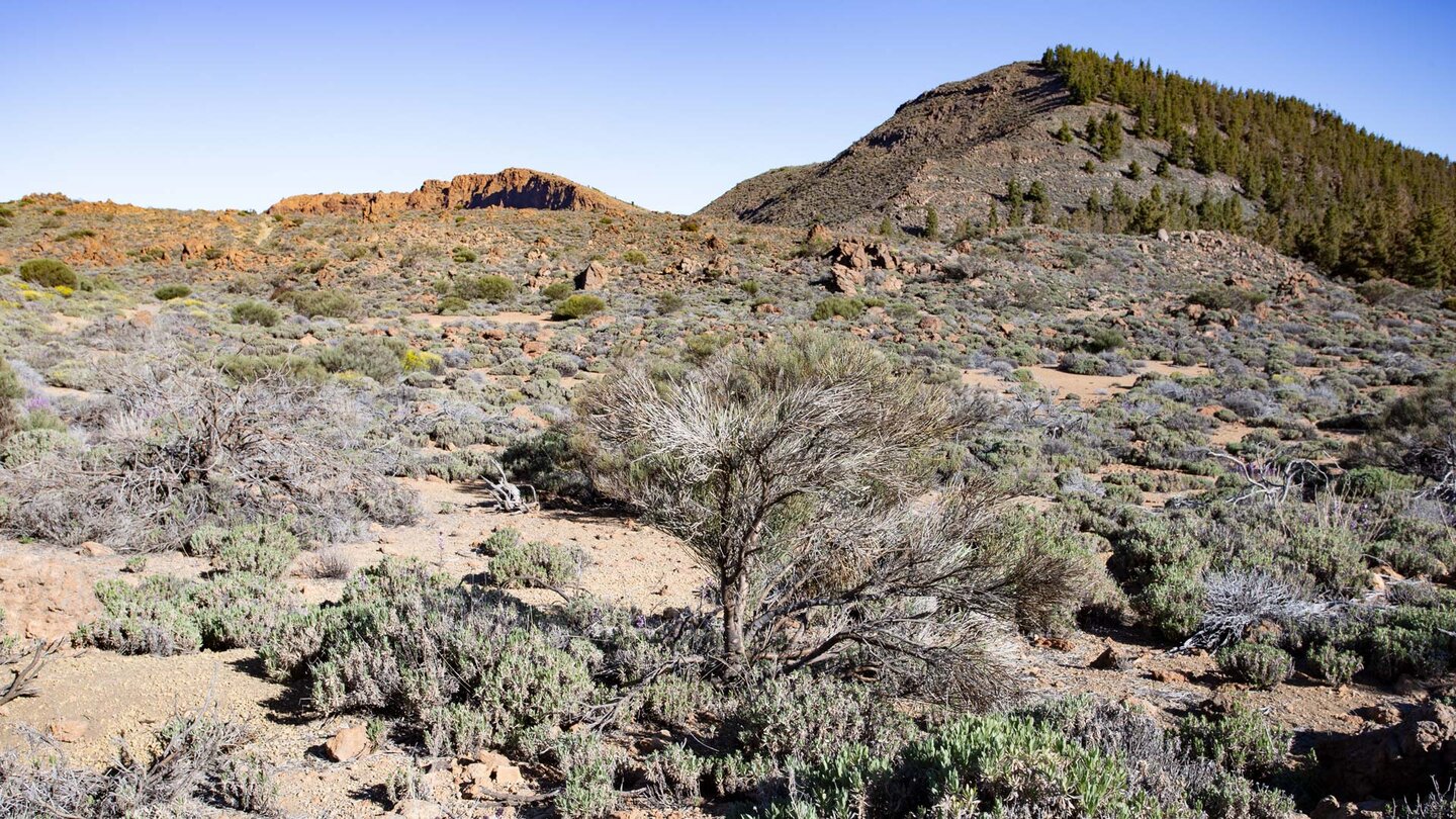 Wanderweg durch die Hochgebirgsvegetation der Caldera mit dem El Cabézon und dem La Fortaleza