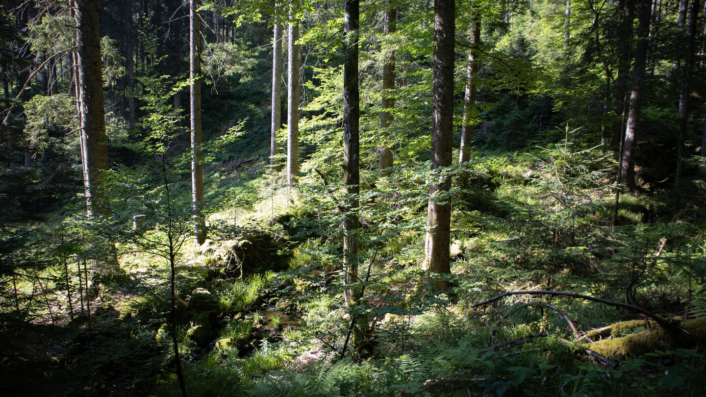 Wanderung durch lichtdurchfluteten Wald