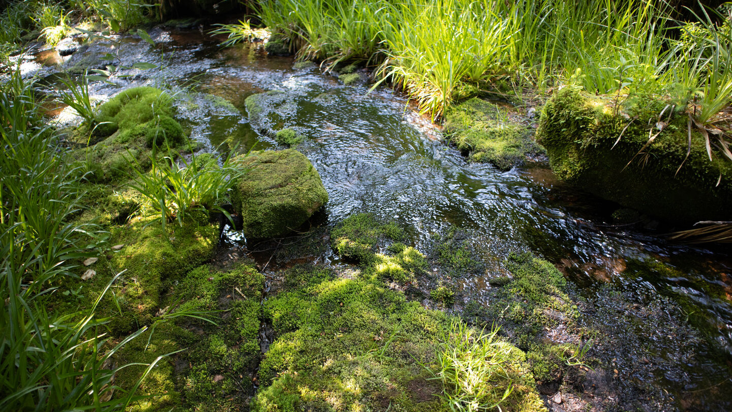 bemooster Oberlauf des Bösen Ellbach