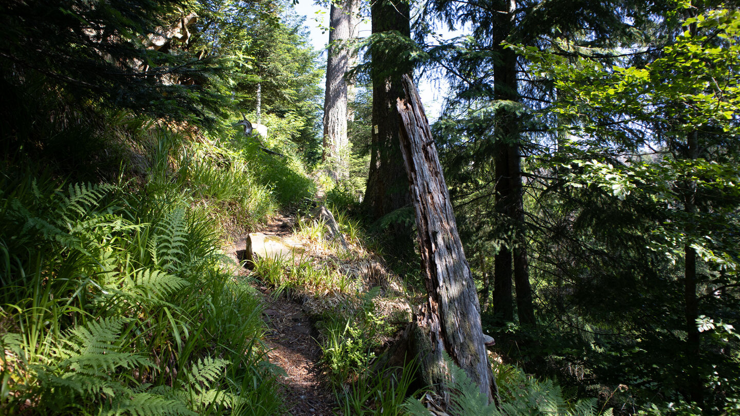 Wegverlauf entlang eines schmalen Wanderpfads