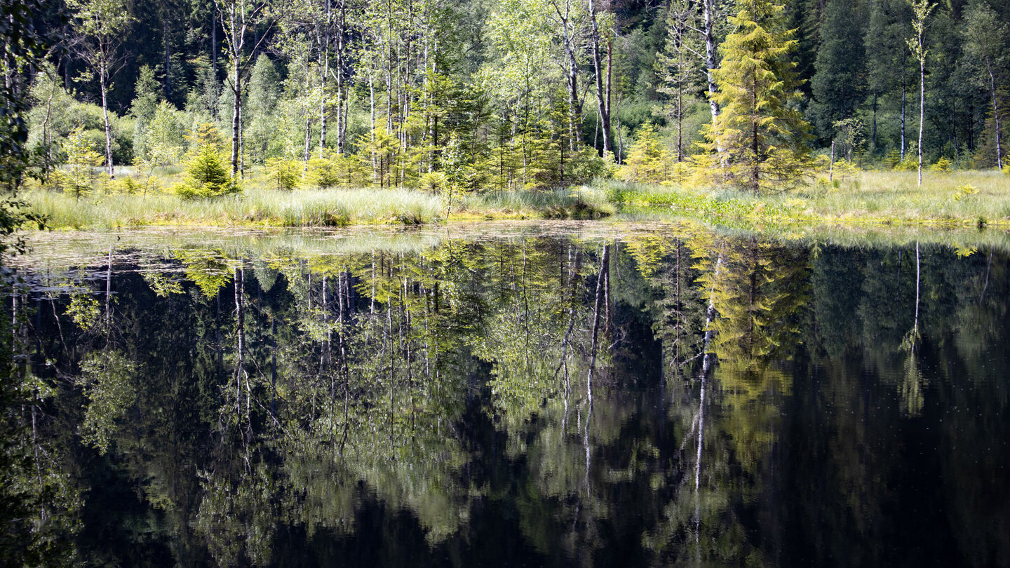 traumhafte Spiegelung der Bäume auf dem See