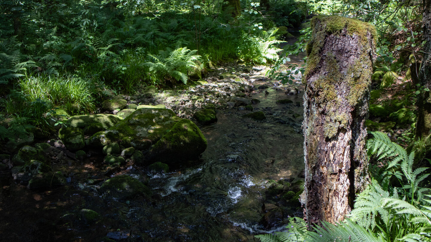 Wanderung entlang des Guten Ellbach