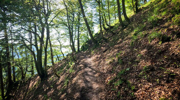 Wanderung durch Buchenwald beim Col de la Schlucht auf dem Sentier des Roches