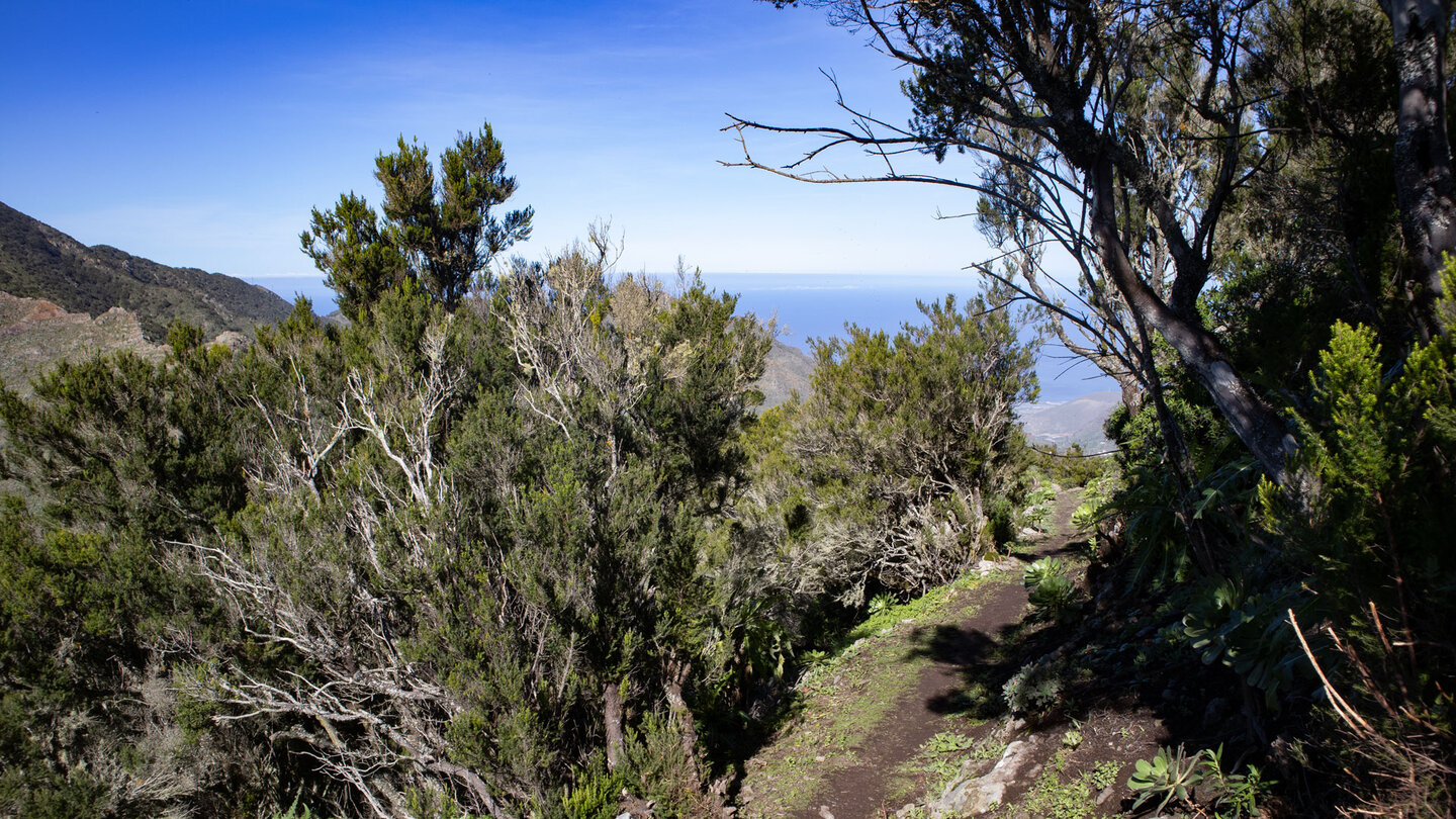 Baumheide-Büsche bei der Abwanderung zum Mirador de Baracán