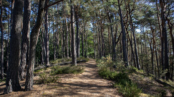 Kammwanderweg am Eichelberg