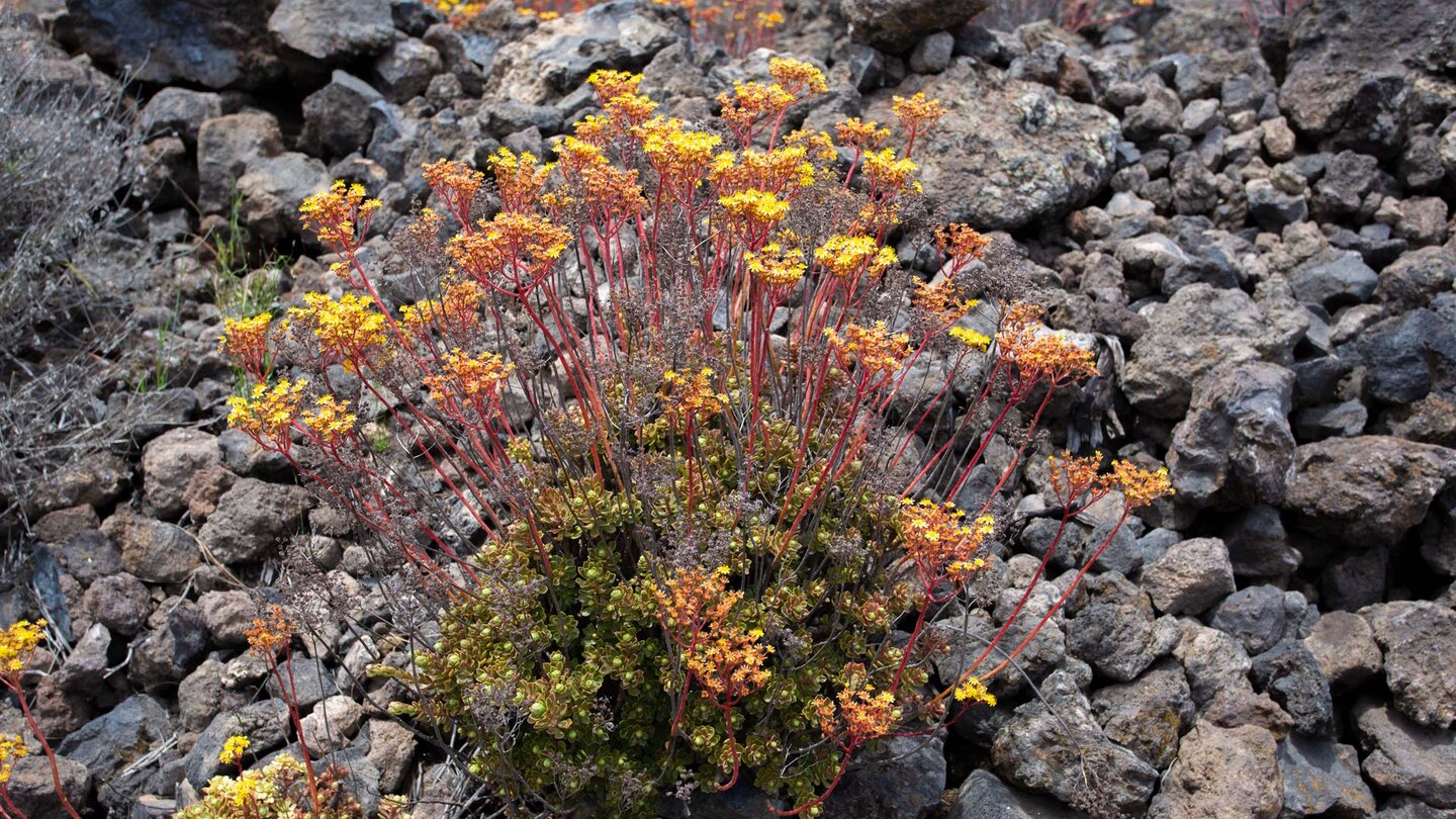 gelb blühendes Aeonium entlang des Wanderwegs