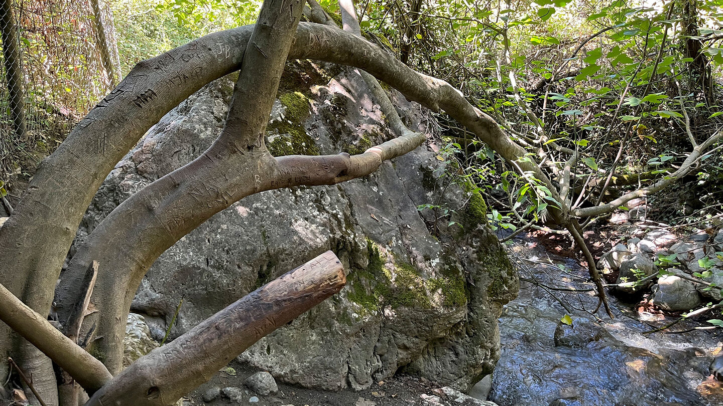 Wanderung Cahorras de Monachil durch Auenwald