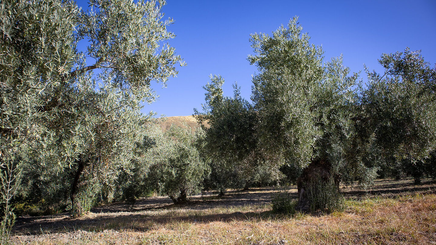 Wanderroute durch Olivenbäume