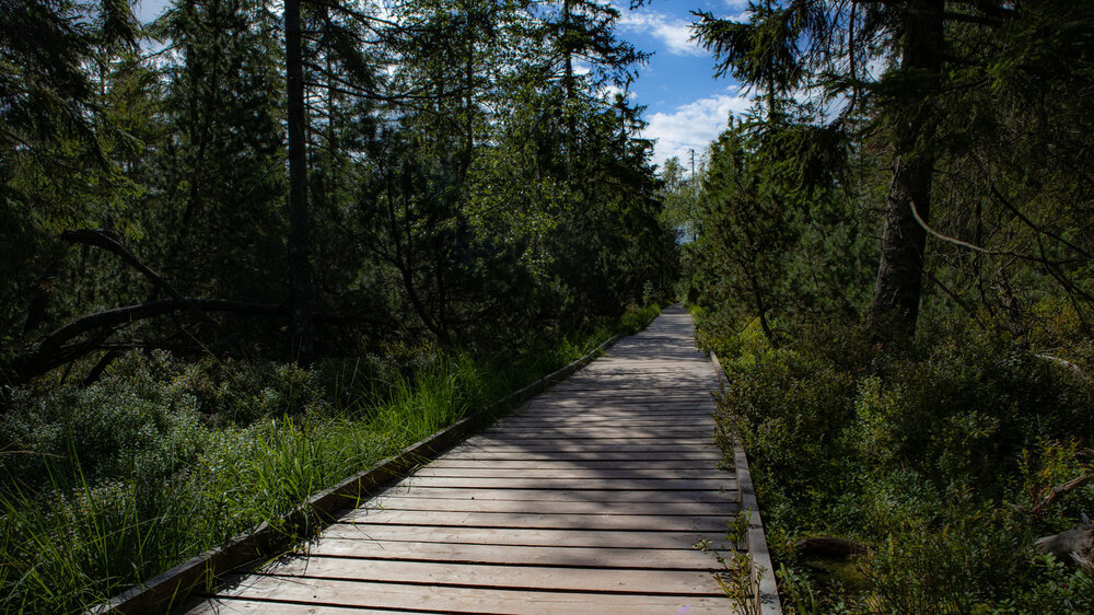 Bolenweg im Hochmoor