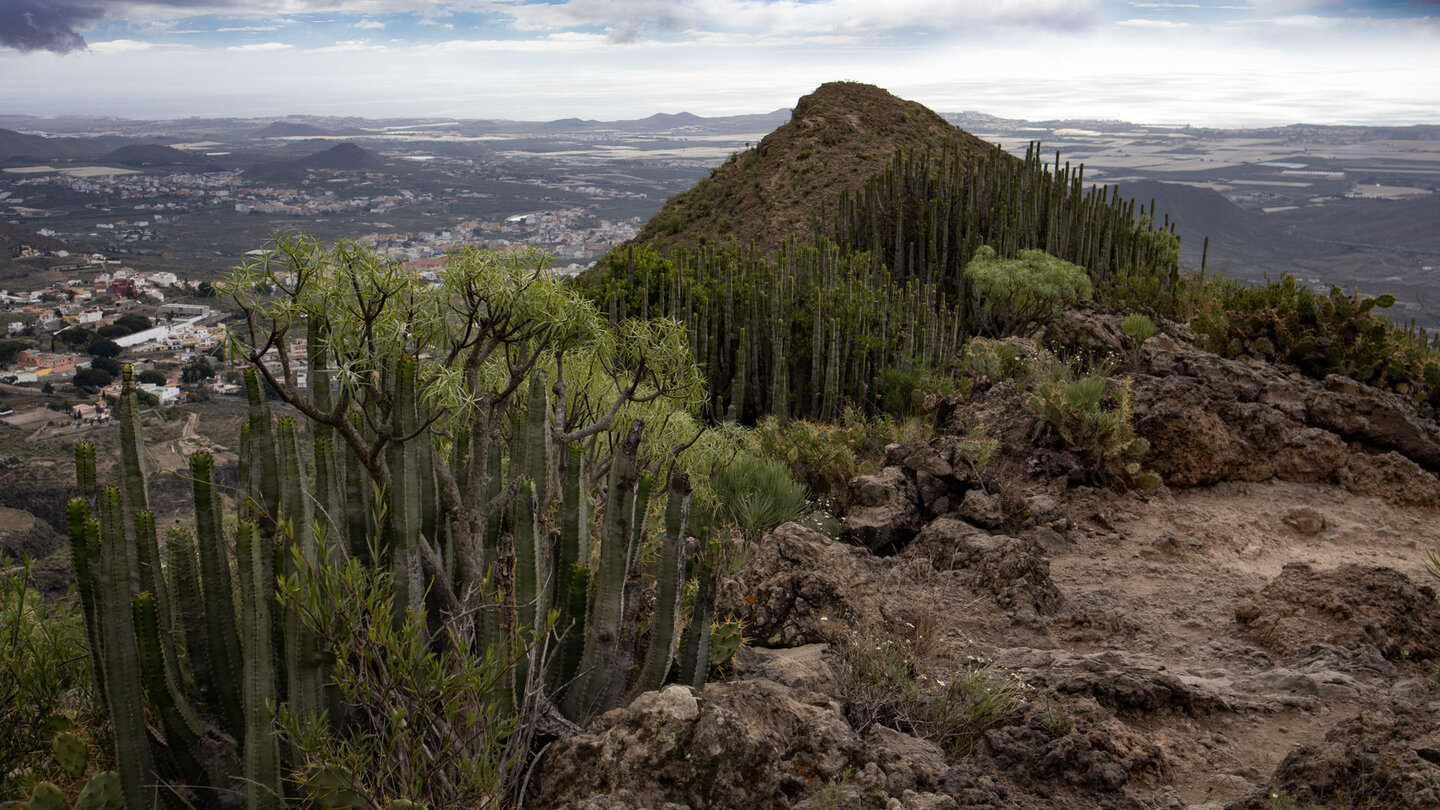 Wolfsmilchssträucher und der Ausblick auf die Südwestküste Teneriffas