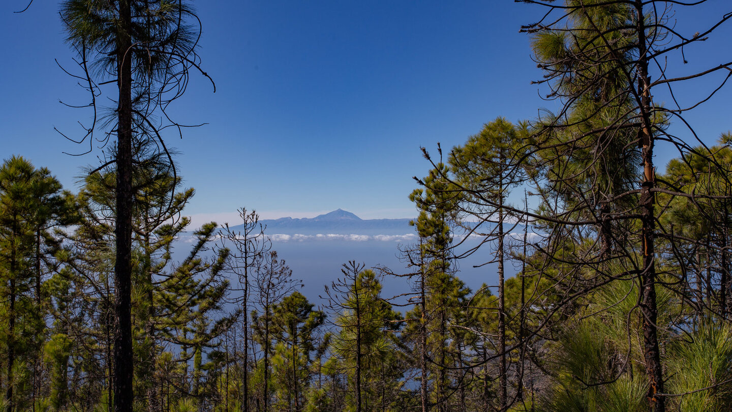 Blick durch den Kiefernwald zur Nachbarinsel Teneriffa