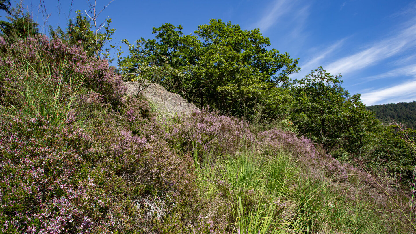 Heidekraut am Klettersteig Karlsruher Grat