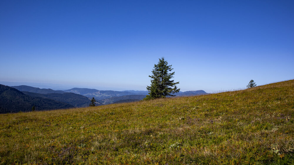 Am Höhenrücken des Feldberg