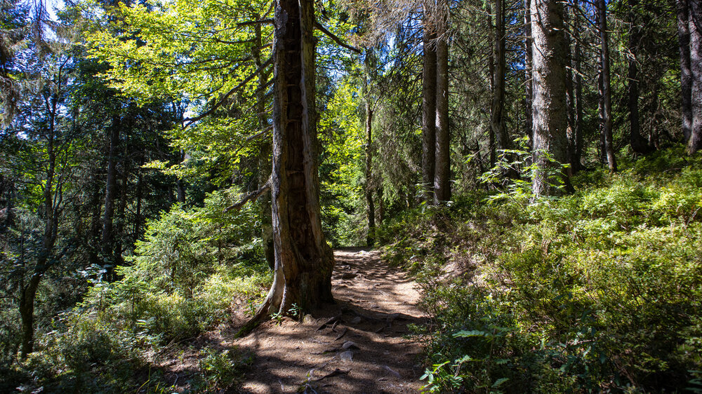 am Felsenweg des Feldberg im Schwarzwald