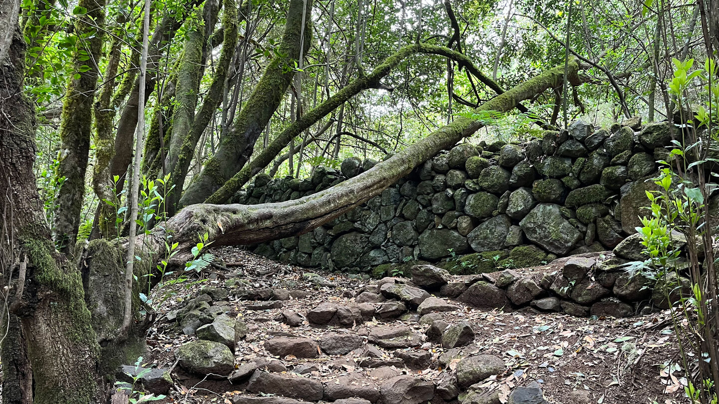 Steinmauer in der Cedro-Schlucht