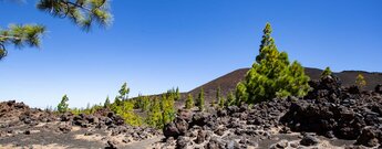 Wanderweg 32 Abeque führt durch die Vulkanlandschaft des westlichen Teide Nationalparks