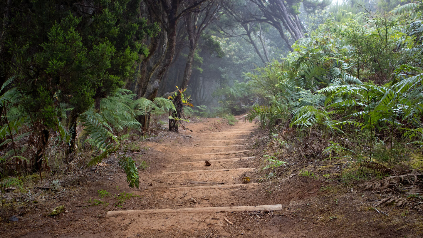 der Wanderweg verläuft in sanften Auf- und Ab durch Lorbeerwaldvegetation