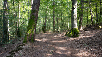 Wanderung durch die Wälder der Nordvogesen