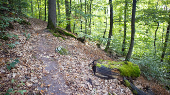 Wanderroute beim Aufstieg zum Bayrischen Windstein