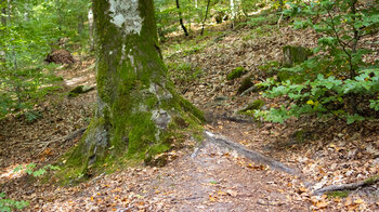 bemooste Bäume am Wanderweg