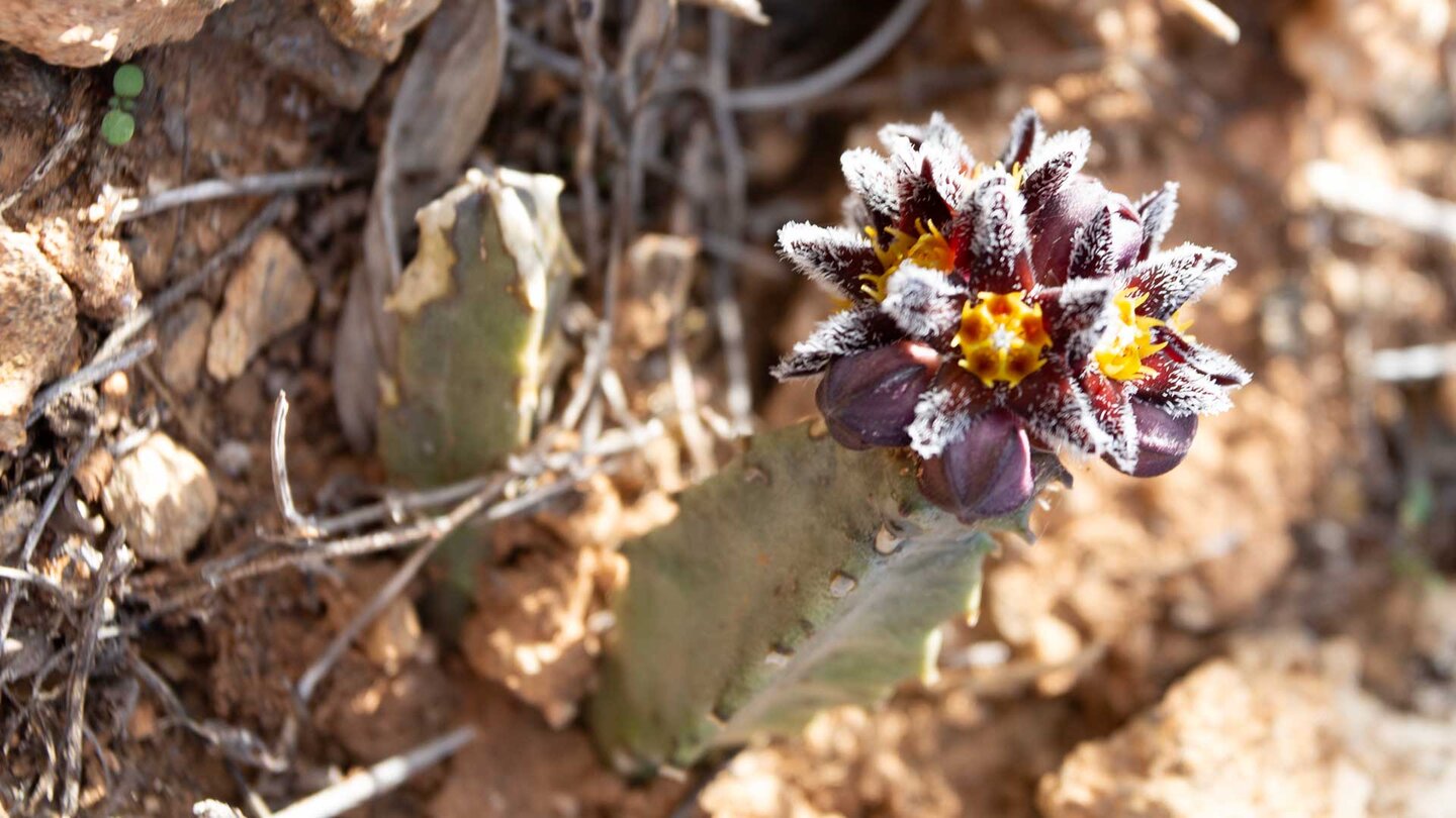 Burchards Fliegenblume (Apteranthes burchardii)