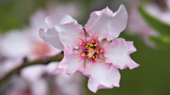 Mandelblüte aus der Nähe in Puntagorda auf La Palma