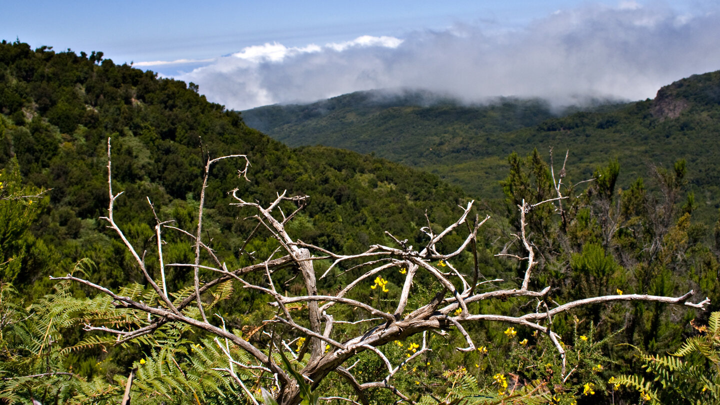 wilde Vegetation rund um den Alto de Garajonay auf La Gomera