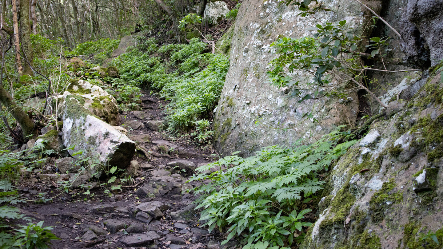 Wanderweg zum Cruz del Draguillo