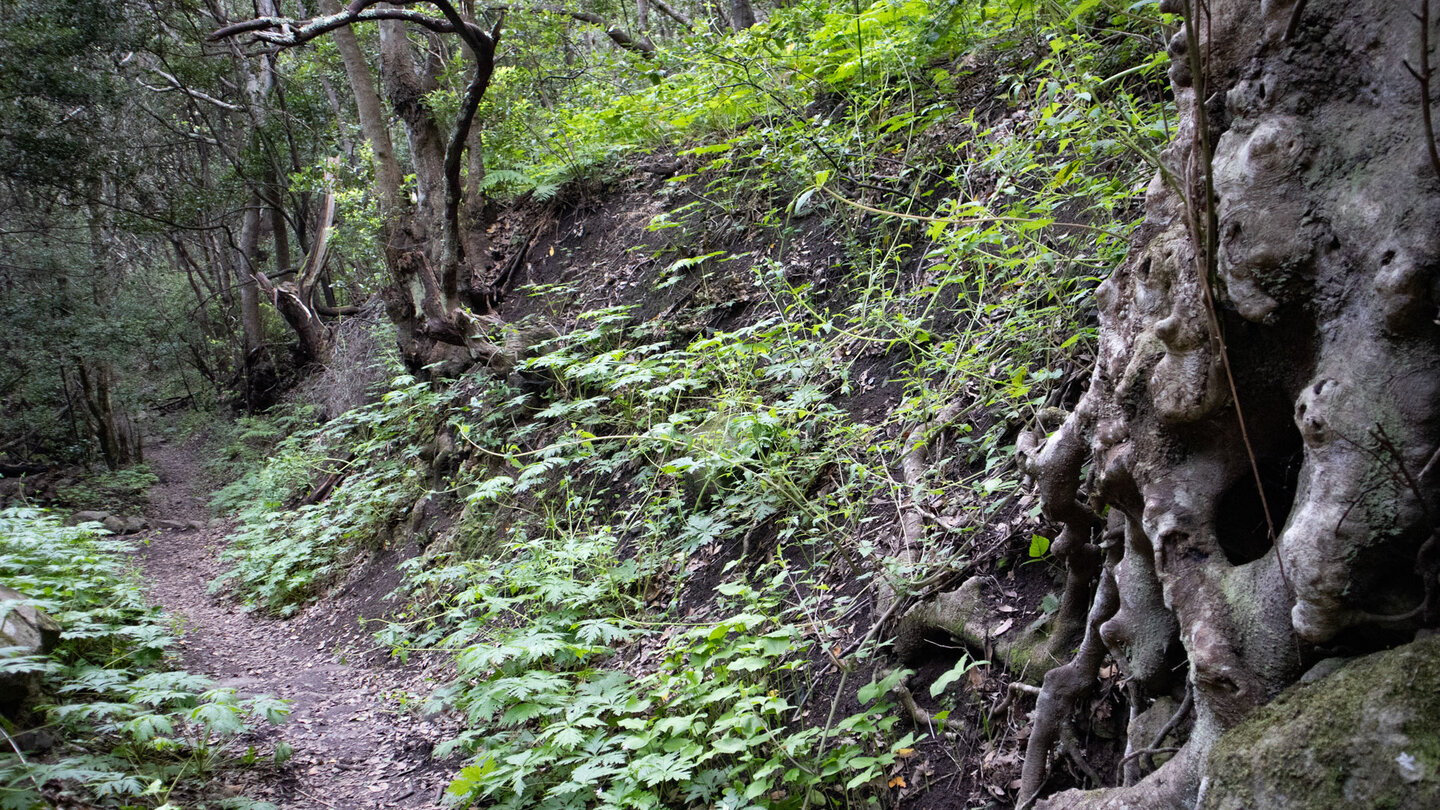 Wanderung durch Lorbeerwald nach Chamorga