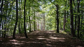 Wanderung am Col de la Hohenbourg