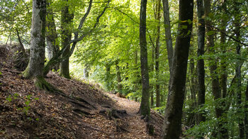 Wanderung durch Buchenwald zur Wegelnburg