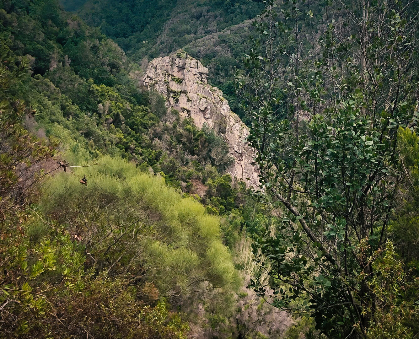 imposante Basaltwand in der Schlucht