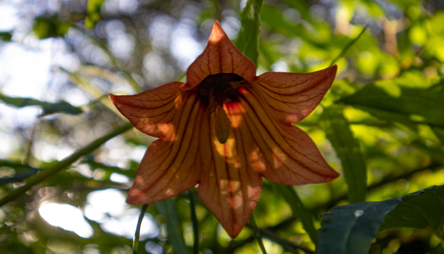 orange-rote Blüte der Kanarenglockenblume